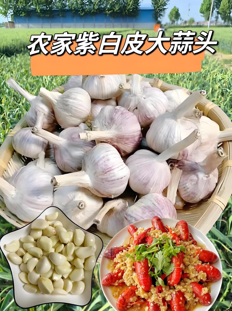 河南中牟甄选紫白皮大蒜蒜米厂直供价格规格可协商