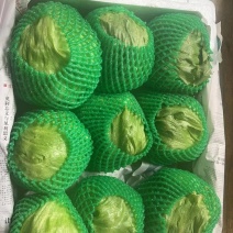云南昆明精品西生菜，大棚种植品质保证支持视频看货