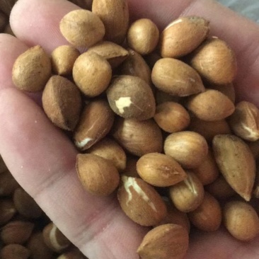 多年老店毛桃种子颗颗饱满见芽可视频看货