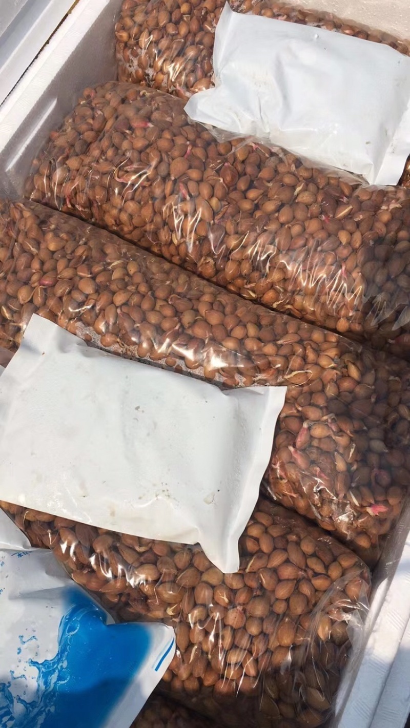 多年老店毛桃种子颗颗饱满见芽可视频看货