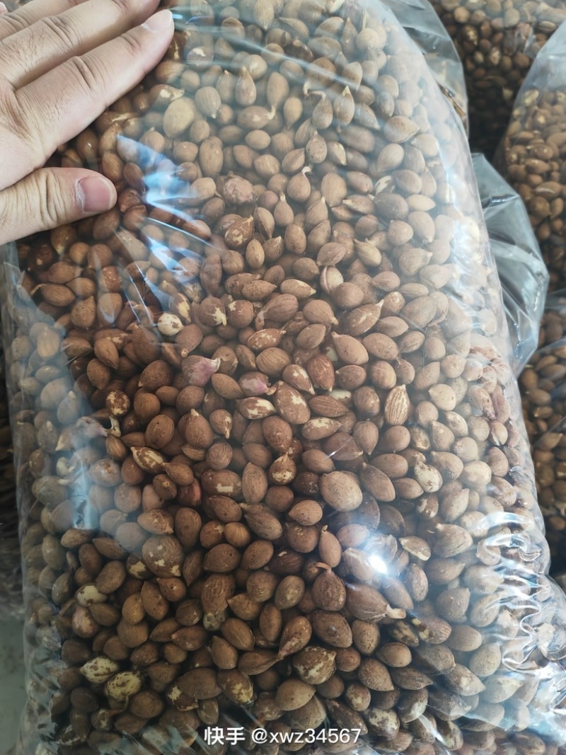 多年老店毛桃种子颗颗饱满见芽可视频看货