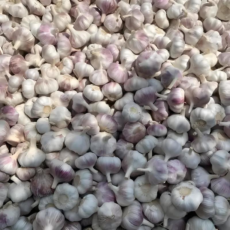 优选紫皮蒜蒜米厂**优质米料价格规格可协商