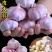 优选紫皮蒜蒜米厂**优质米料价格规格可协商