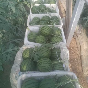 夏日清甜西瓜，汁多味美，清凉解暑，家庭必备，现摘现售，