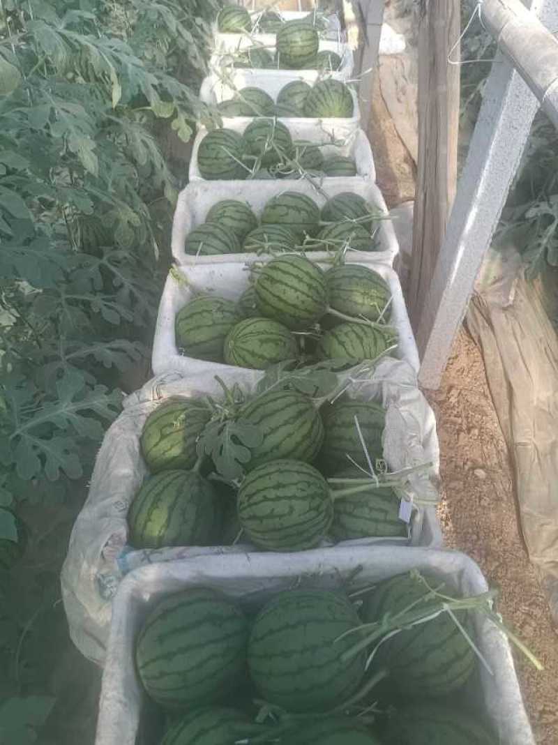 夏日清甜西瓜，汁多味美，清凉解暑，家庭必备，现摘现售，