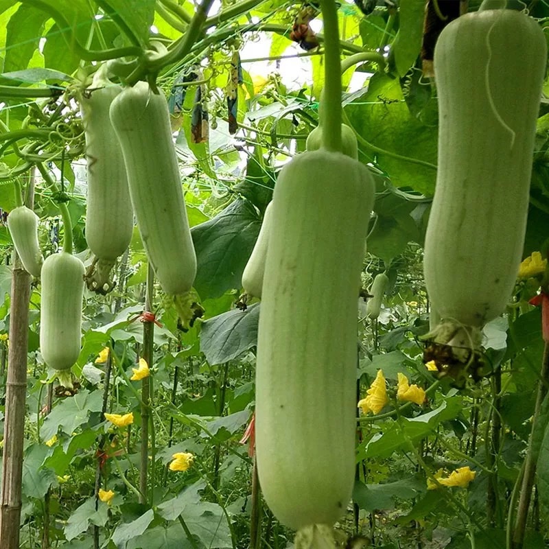 翠宝肉丝瓜种子早熟表皮嫩白绿色短棒肉质脆嫩耐热