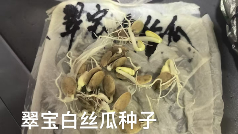 翠宝肉丝瓜种子早熟表皮嫩白绿色短棒肉质脆嫩耐热
