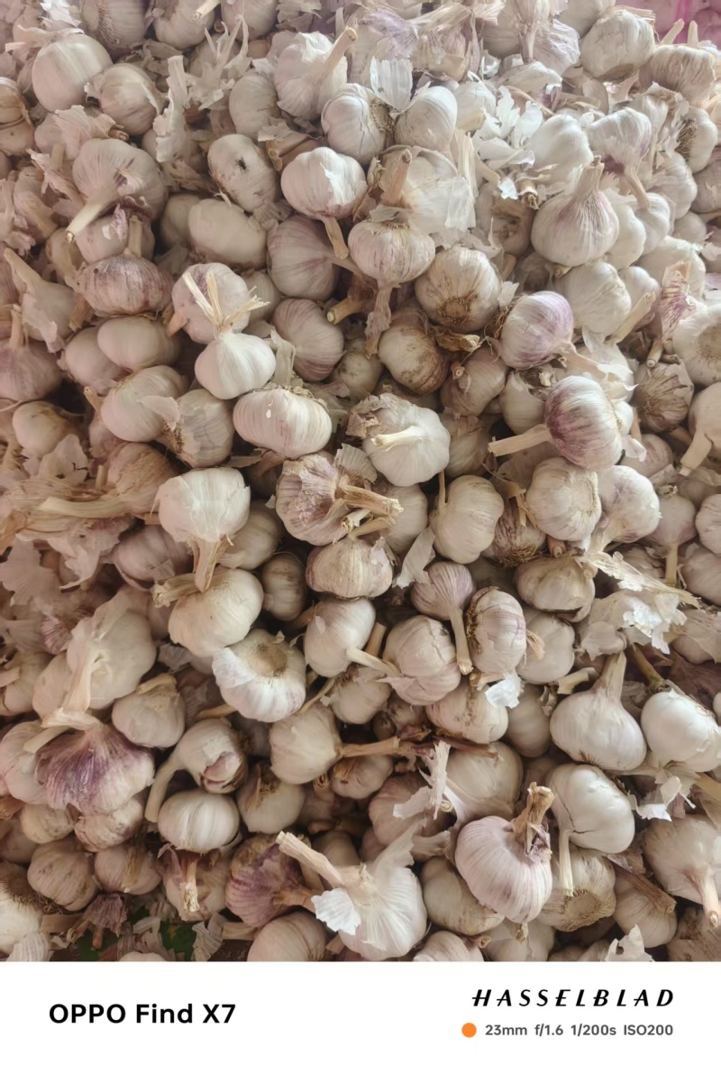 精选紫皮蒜米料**品质好货源多诚信经营可协商