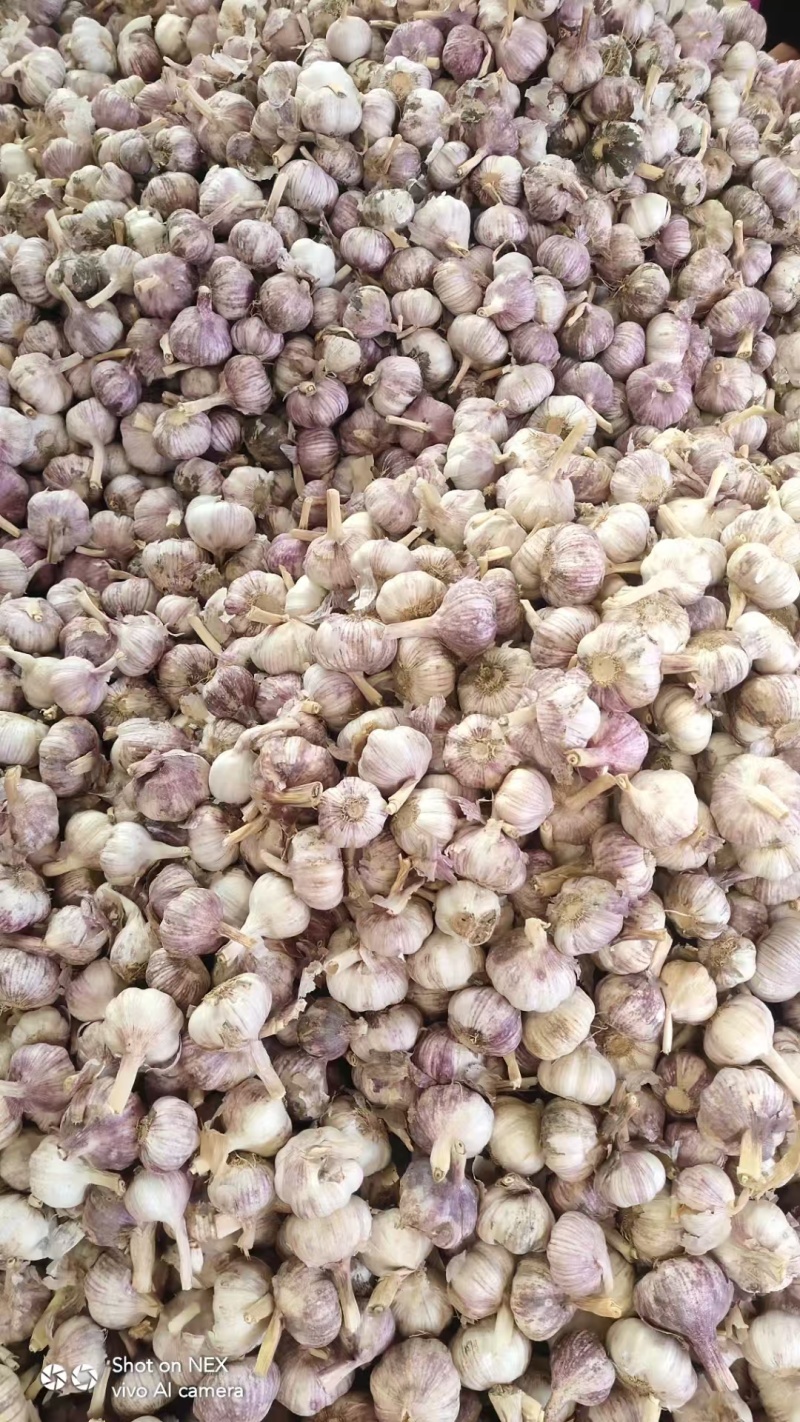 精选紫皮蒜米料**品质好货源多诚信经营可协商