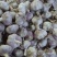 精选紫皮蒜米料**品质好货源多诚信经营可协商