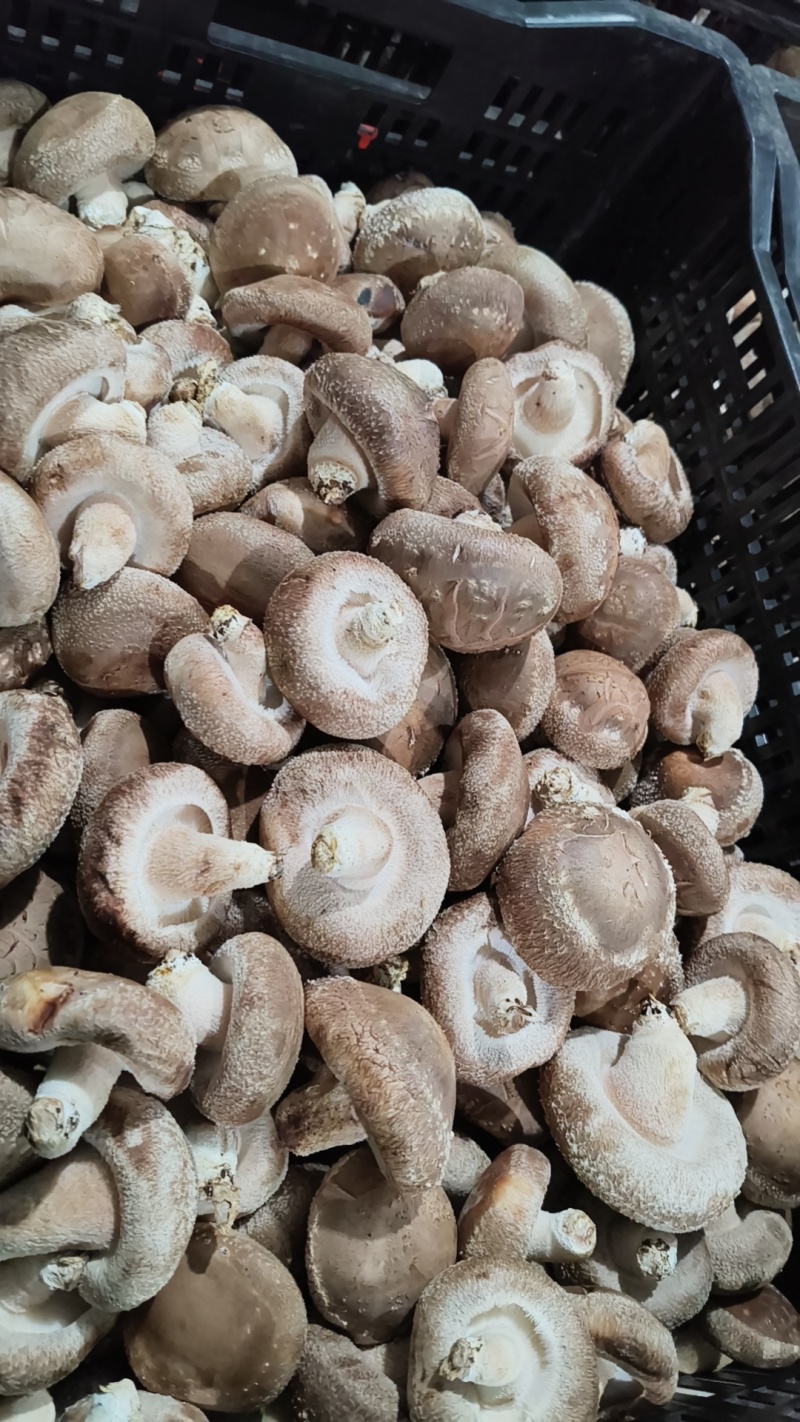 安龙县花菇常年稳定供给高品质花菇，人工挑选