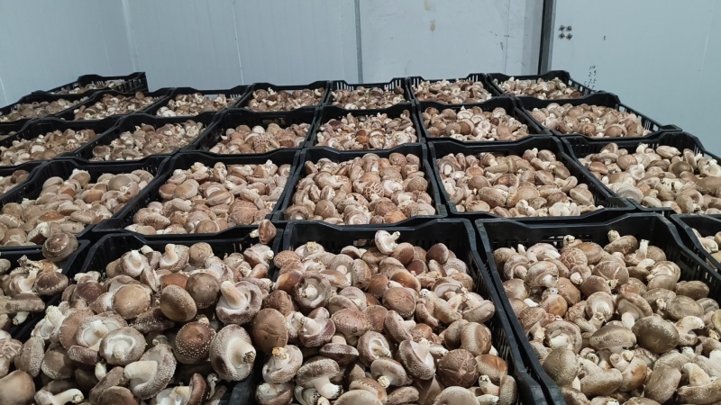 安龙县花菇常年稳定供给高品质花菇，人工挑选