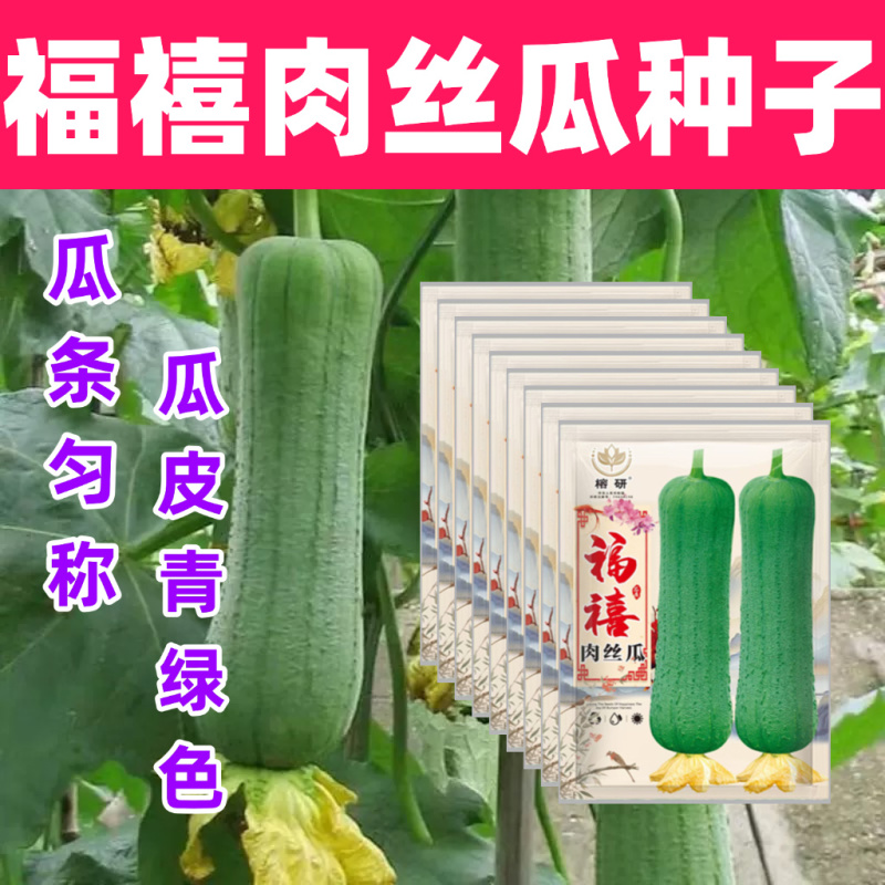 福禧肉丝瓜种子瓜皮青绿色肉质清香耐热早熟硬度好