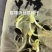 福禧肉丝瓜种子瓜皮青绿色肉质清香耐热早熟硬度好