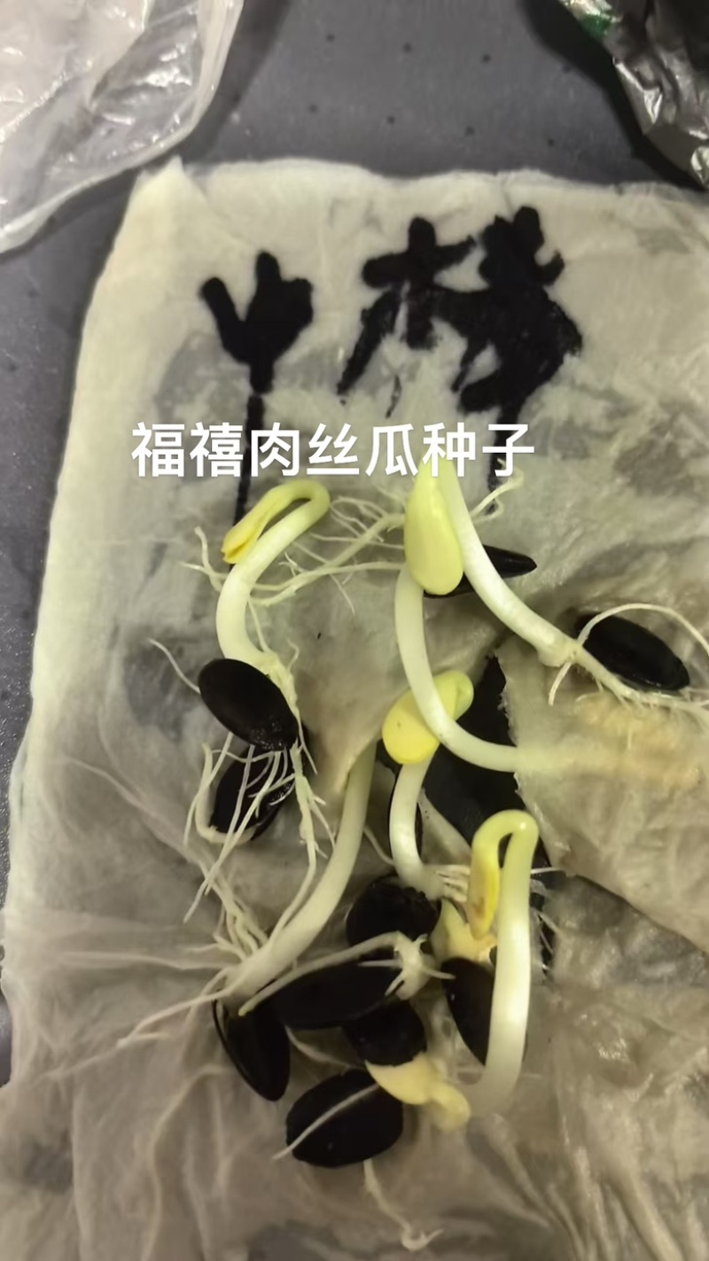 福禧肉丝瓜种子瓜皮青绿色肉质清香耐热早熟硬度好