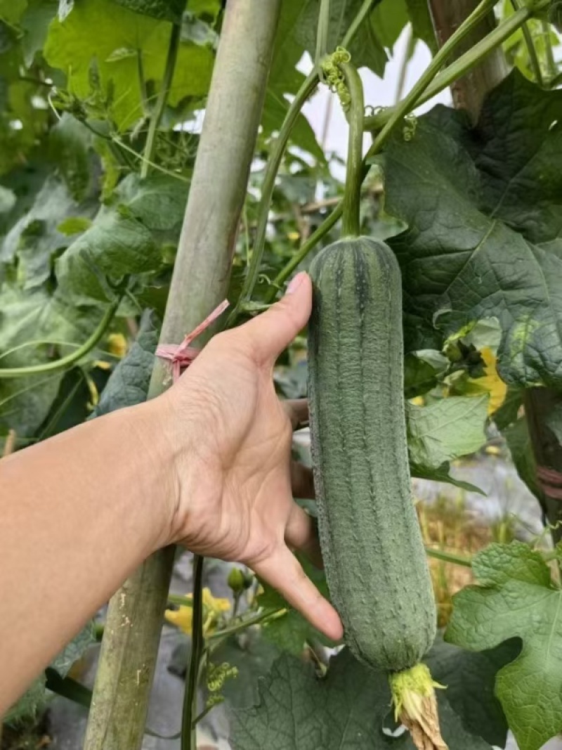 福禧肉丝瓜种子瓜皮青绿色肉质清香耐热早熟硬度好