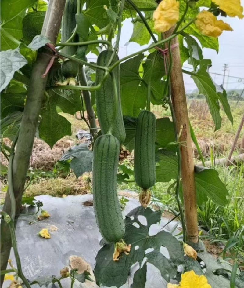 福禧肉丝瓜种子瓜皮青绿色肉质清香耐热早熟硬度好