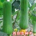 福禧肉丝瓜种子瓜皮青绿色肉质清香耐热早熟硬度好