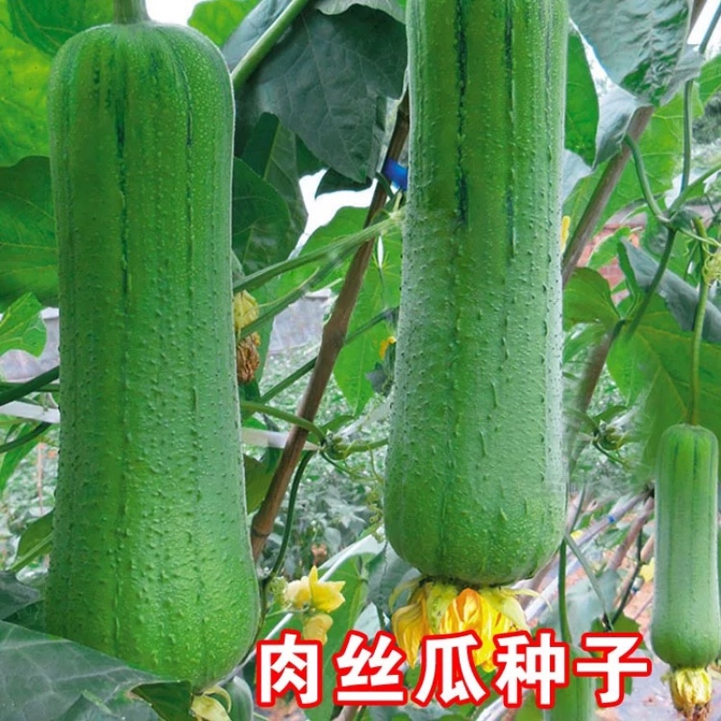 福禧肉丝瓜种子瓜皮青绿色肉质清香耐热早熟硬度好