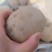 【甘肃定西马铃薯】黄皮黄心土豆面散粉多