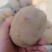 【甘肃定西马铃薯】黄皮黄心土豆面散粉多