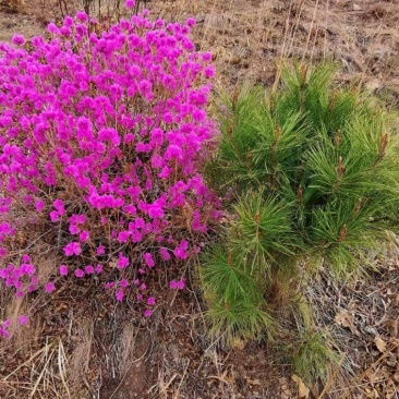 映山红种子杜鹃花种子四季开花易活