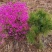 映山红种子杜鹃花种子四季开花易活
