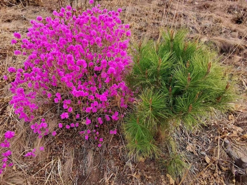 映山红种子杜鹃花种子四季开花易活