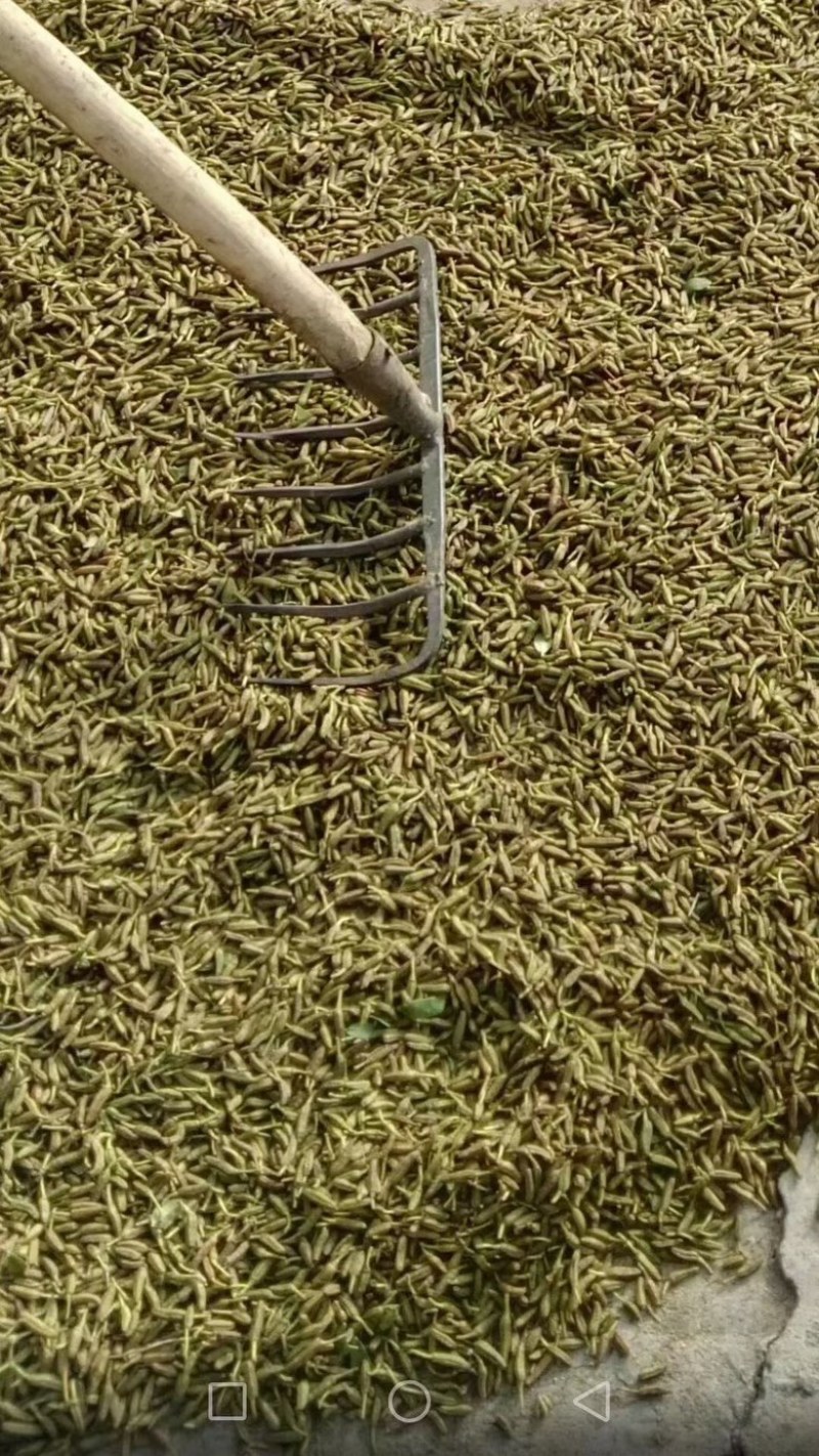 映山红种子杜鹃花种子四季开花易活