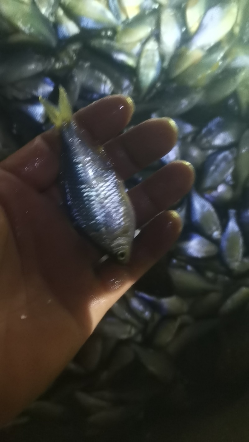 鳑鲏
