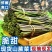 蕨菜新鲜蕨菜甜蕨菜大量供应对接市场电商一件代发