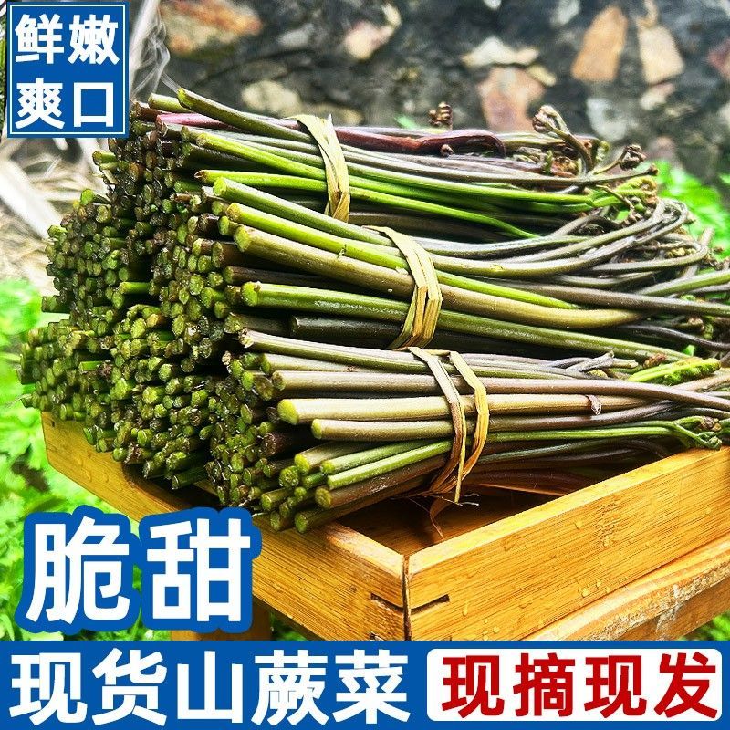 蕨菜新鲜蕨菜甜蕨菜大量供应对接市场电商一件代发