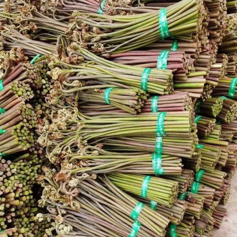 蕨菜新鲜蕨菜甜蕨菜大量供应对接市场电商一件代发