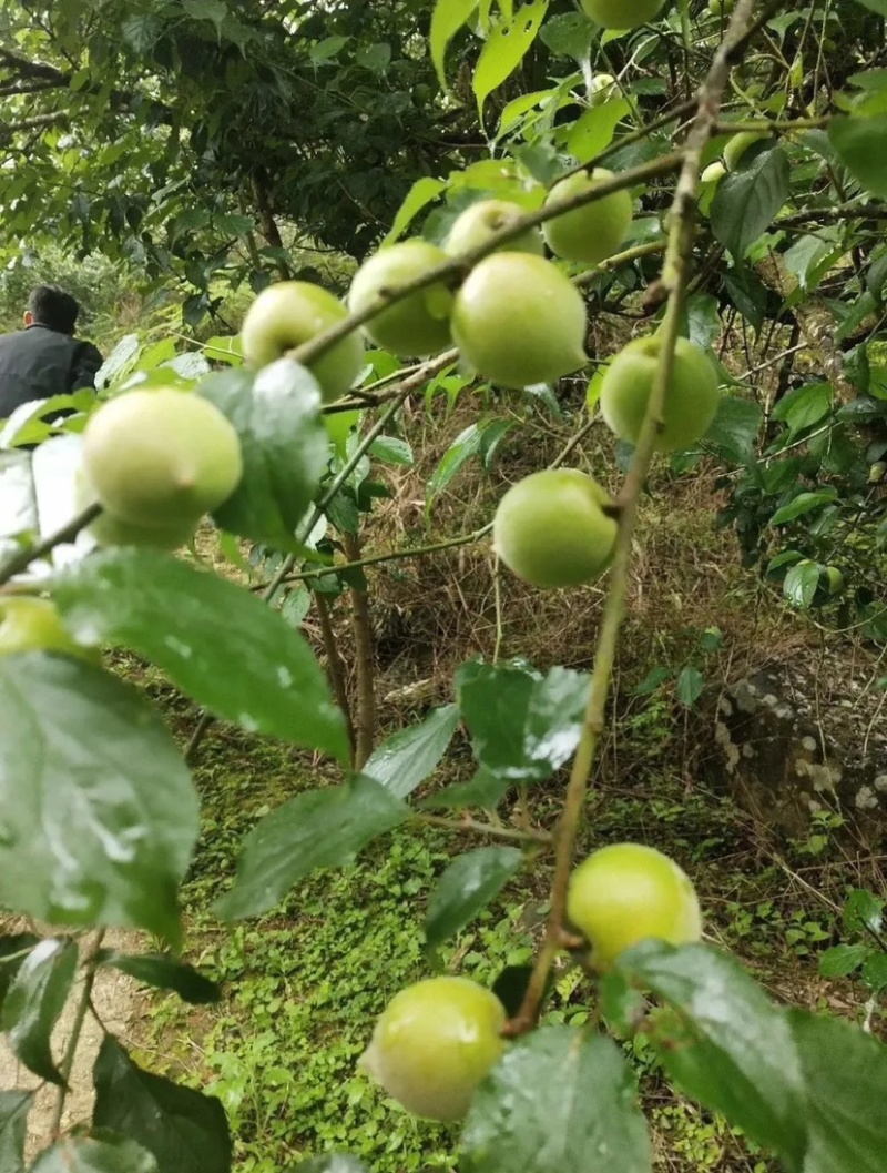 潮汕青梅，青竹梅梅小白梅，品质优，大量现货欢迎订购量大优