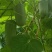 苹果型水果甜脆黄瓜种子杂交甜脆白玉白皮黄瓜高产甜脆苹果型