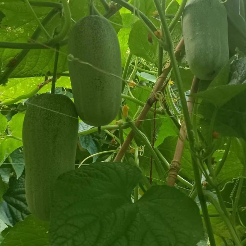 苹果型水果甜脆黄瓜种子杂交甜脆白玉白皮黄瓜高产甜脆苹果型