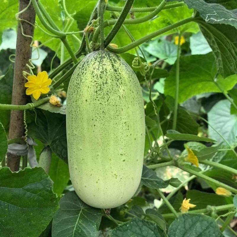 苹果型水果甜脆黄瓜种子杂交甜脆白玉白皮黄瓜高产甜脆苹果型