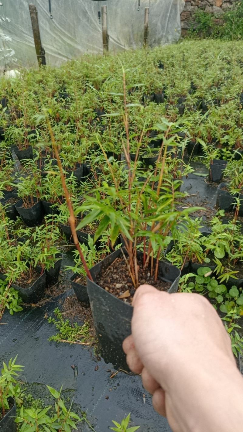 基地直销小盆红观音竹红竹红色竹子量大批发