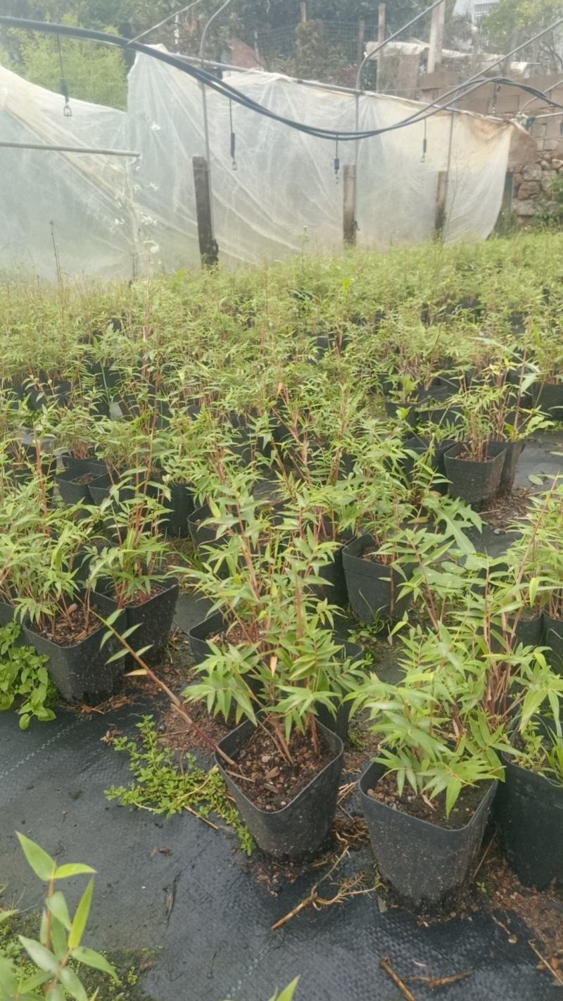 基地直销小盆红观音竹红竹红色竹子量大批发
