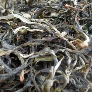 云南傣家曼松普洱茶生茶熟茶万吨货源