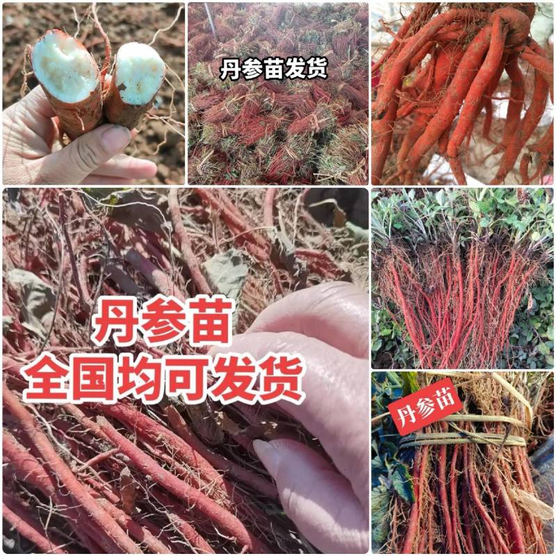 《丹参苗》基地现挖现发/签合同成品回收/成活率高全国发货