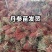 《丹参苗》基地现挖现发/签合同成品回收/成活率高全国发货