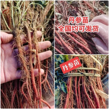 丹参苗【现挖现发】签合同包回收/成活率高/提供技术指导