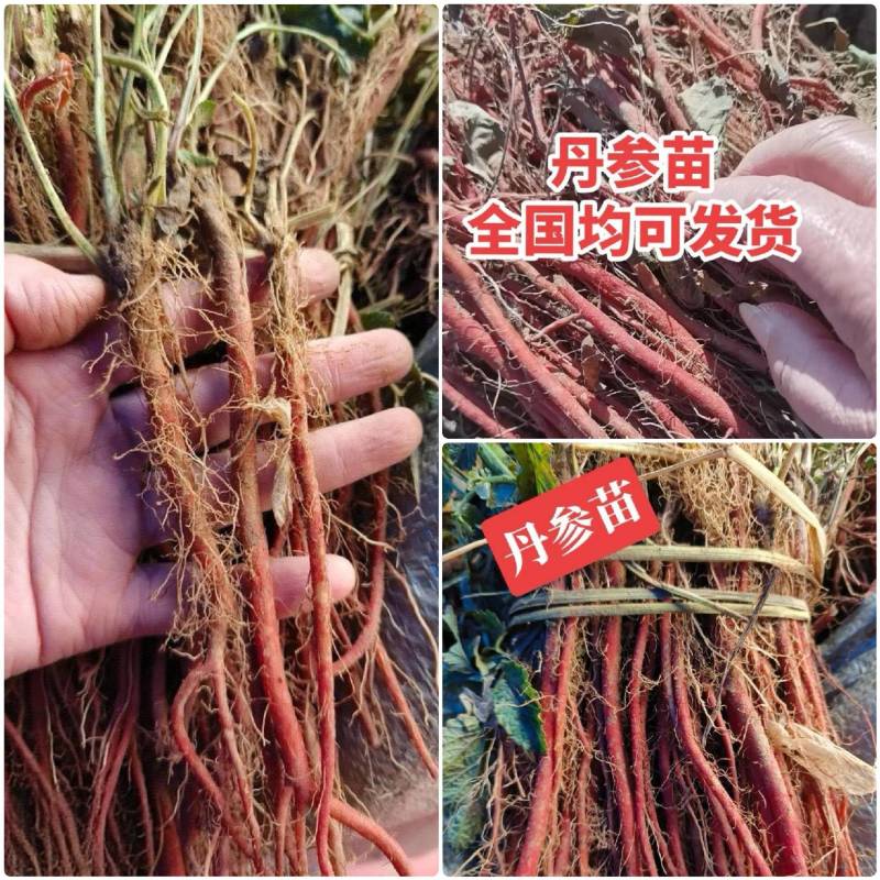 丹参苗【现挖现发】签合同包回收/成活率高/提供技术指导
