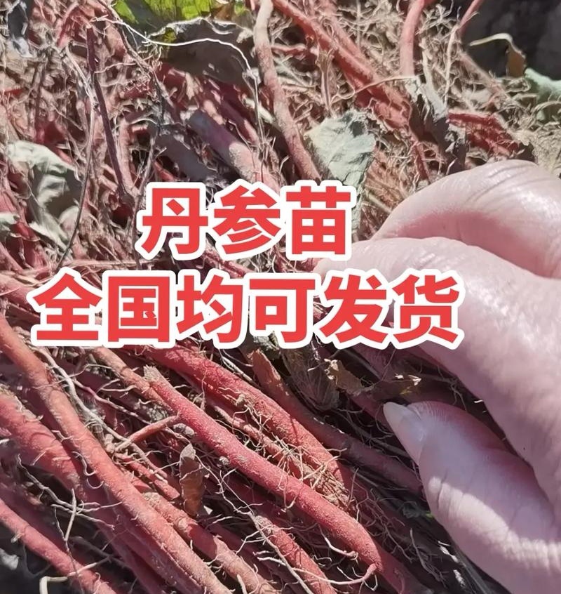 【签合同包回收】丹参苗/现挖现发/成活率高/可全国发货