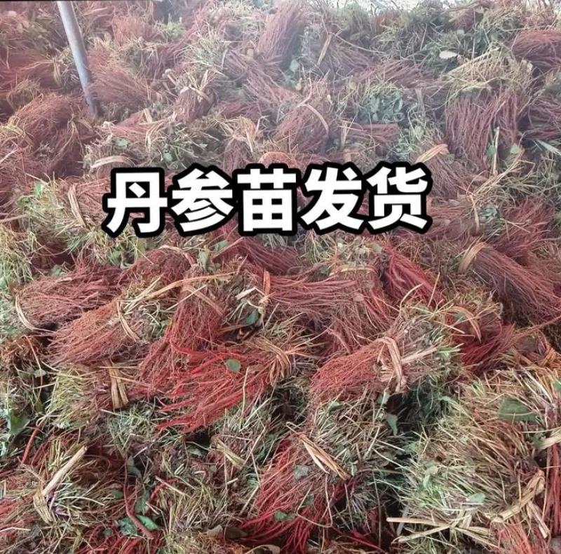 《丹参苗子》丹参苗/基地现挖现发/签合同包回收/技术指导