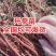 《精选》丹参苗子/基地直供/现挖现发/签合同包回收/包邮