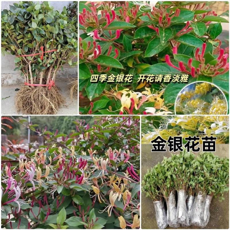 《百花一号金银花苗》现挖现发/签合同包回收/成活率高