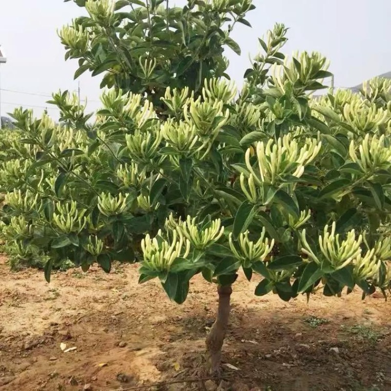 《百花一号金银花苗》现挖现发/签合同包回收/成活率高