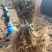 《百花一号金银花苗》现挖现发/签合同包回收/成活率高